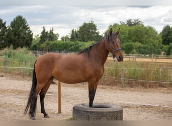 Mangalarga Marchador, Mare, 4 years, 14.1 hh, Brown