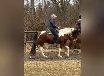 Mangalarga Marchador, Mare, 5 years, 14,2 hh, Pinto