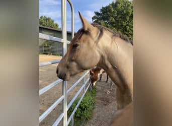 Mangalarga Marchador, Mare, 5 years, 15.1 hh, Buckskin