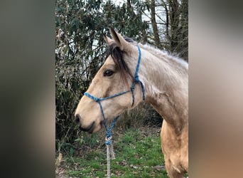 Mangalarga Marchador, Mare, 5 years, 15.1 hh, Buckskin