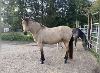 Mangalarga Marchador, Mare, 5 years, 15.1 hh, Buckskin