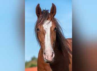 Mangalarga Marchador, Mare, 6 years, 14.2 hh, Chestnut-Red