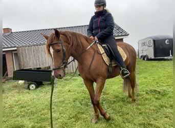 Mangalarga Marchador, Mare, 6 years, 14,2 hh, Sorrel