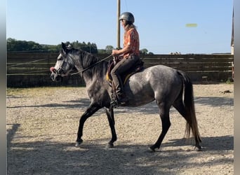 Mangalarga Marchador, Mare, 7 years, 14,2 hh, Grey-Fleabitten