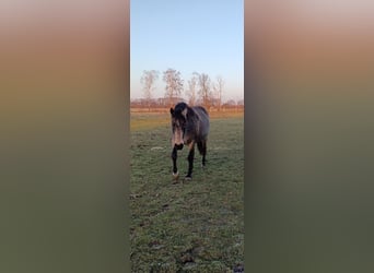 Mangalarga Marchador, Mare, 8 years, 14,2 hh, Buckskin