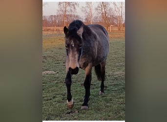 Mangalarga Marchador, Mare, 8 years, 14,2 hh, Buckskin