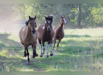 Mangalarga Marchador, Mare, 8 years, 14,2 hh, Dun