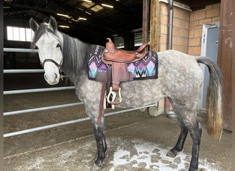 Mangalarga Marchador, Mare, 8 years, 14,2 hh, Grey-Fleabitten