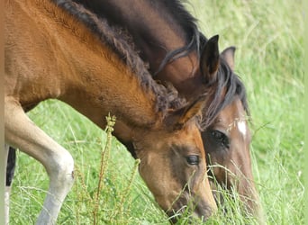 Mangalarga Marchador, Mare, Foal (05/2023), 15.1 hh, Brown