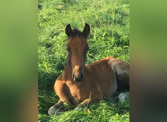 Mangalarga Marchador, Mare, Foal (05/2023), 15.1 hh, Brown
