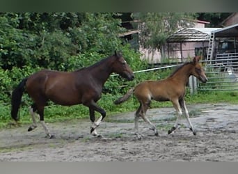 Mangalarga Marchador, Mare, Foal (05/2023), 15.1 hh, Brown