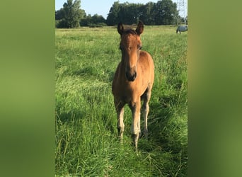 Mangalarga Marchador, Mare, Foal (05/2023), 15.1 hh, Brown