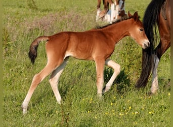 Mangalarga Marchador, Mare, Foal (05/2023), 15.1 hh, Brown