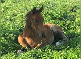 Mangalarga Marchador, Mare, Foal (05/2023), 15.1 hh, Brown