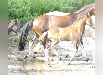 Mangalarga Marchador, Mare, Foal (05/2023), 15.1 hh, Brown