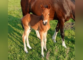 Mangalarga Marchador, Mare, Foal (05/2023), 15.1 hh, Brown