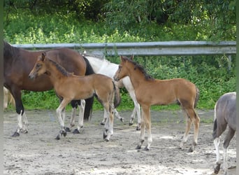 Mangalarga Marchador, Mare, Foal (05/2023), 15.1 hh, Brown
