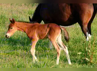 Mangalarga Marchador, Mare, Foal (05/2023), 15.1 hh, Brown