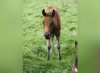 Mangalarga Marchador, Mare, Foal (05/2023), 15.1 hh, Brown