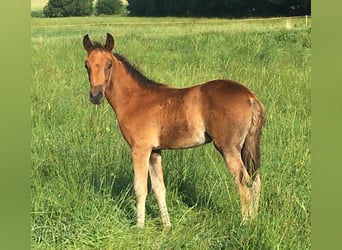 Mangalarga Marchador, Mare, Foal (05/2023), 15.1 hh, Brown