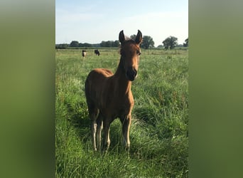 Mangalarga Marchador, Mare, Foal (05/2023), 15.1 hh, Brown