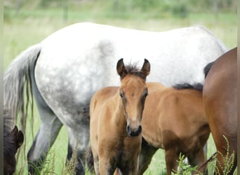 Mangalarga Marchador, Mare, Foal (05/2023), 15.1 hh, Brown