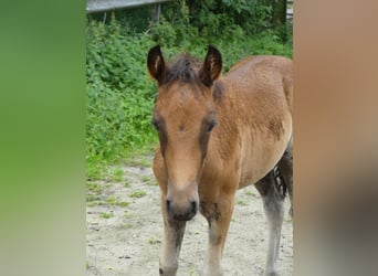 Mangalarga Marchador, Mare, Foal (05/2023), 15.1 hh, Brown
