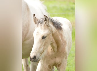 Mangalarga Marchador, Mare, Foal (04/2025), 15 hh, Buckskin