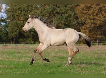 Mangalarga Marchador, Mare, Foal (04/2025), 15 hh, Buckskin