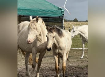 Mangalarga Marchador, Mare, Foal (04/2025), 15 hh, Buckskin