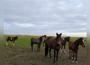 Mangalarga Marchador, Mare, Foal (03/2025), 15 hh, Grey-Red-Tan