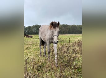 Mangalarga Marchador, Mare, Foal (03/2025), 15 hh, Grey-Red-Tan