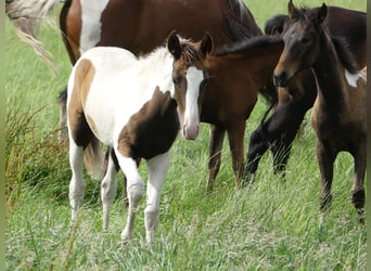 Mangalarga Marchador, Merrie, 1 Jaar, 152 cm, Gevlekt-paard