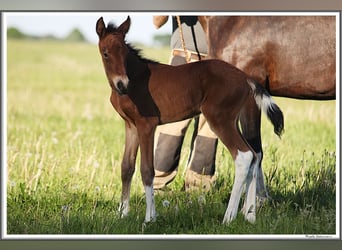 Mangalarga Marchador, Merrie, 1 Jaar, 152 cm, Gevlekt-paard
