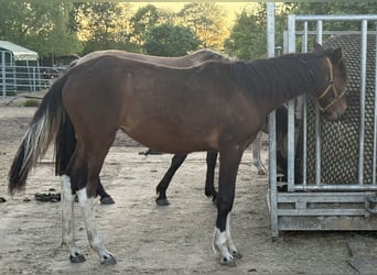 Mangalarga Marchador, Merrie, 1 Jaar, 152 cm, Gevlekt-paard