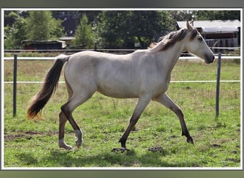 Mangalarga Marchador, Merrie, 1 Jaar, 153 cm, Buckskin