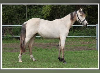 Mangalarga Marchador, Merrie, 1 Jaar, 153 cm, Buckskin