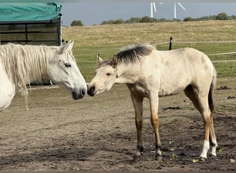 Mangalarga Marchador, Merrie, 1 Jaar, 153 cm, Buckskin