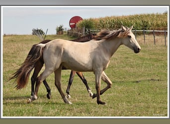 Mangalarga Marchador, Merrie, 1 Jaar, 153 cm, Buckskin