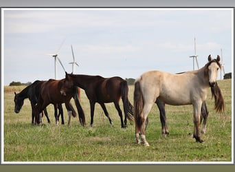 Mangalarga Marchador, Merrie, 1 Jaar, 153 cm, Buckskin