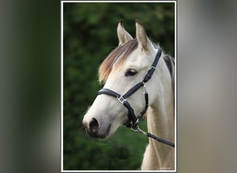 Mangalarga Marchador, Merrie, 1 Jaar, 153 cm, Buckskin
