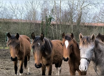 Mangalarga Marchador, Merrie, 1 Jaar, 153 cm, Rood schimmel