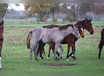Mangalarga Marchador, Merrie, 1 Jaar, 153 cm, Rood schimmel