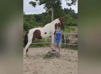Mangalarga Marchador, Merrie, 2 Jaar, 150 cm, Gevlekt-paard
