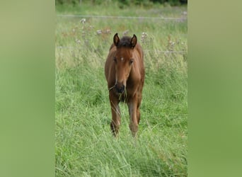 Mangalarga Marchador, Merrie, 2 Jaar, 153 cm, Bruin