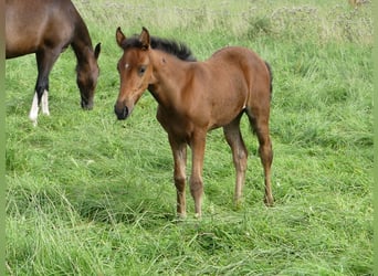 Mangalarga Marchador, Merrie, 2 Jaar, 153 cm, Bruin