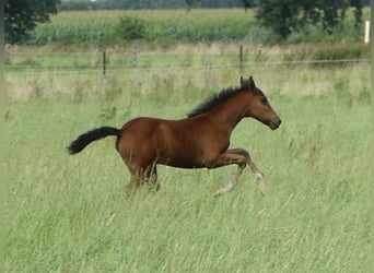 Mangalarga Marchador, Merrie, 2 Jaar, 153 cm, Bruin