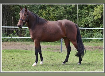 Mangalarga Marchador, Merrie, 3 Jaar, 153 cm, Bruin