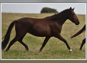 Mangalarga Marchador, Merrie, 3 Jaar, 153 cm, Bruin
