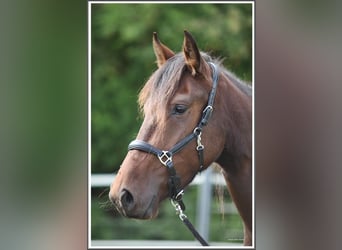Mangalarga Marchador, Merrie, 3 Jaar, 153 cm, Bruin